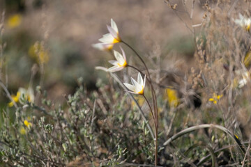 Turkestan tulip flowers, a small white flower with a yellow center. wild primrose flower and symbol of spring in the green steppe in early spring