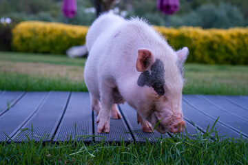 A friendly pet pig with patch over eye eating grass at Ibiza hotel. Holiday.