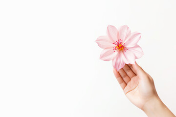 Graceful female hand holds delicate pink flower on white background. Concept of tenderness, care and restrained elegance. Ideal for Mother's Day, beauty and women's health, femininity and parenting