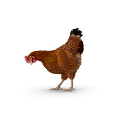Realistic Brown Chicken 3D Model PNG - Perfect for Educational Content and Agricultural...