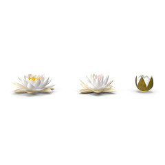 Beautiful European White Water Lily Nymphaea Alba 3D Model PNG - Ideal for Botanical Studies and Garden Design - obrazy, fototapety, plakaty