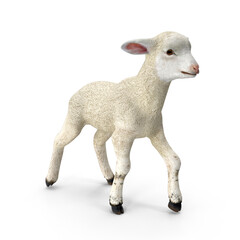 Realistic Lamb Pose 3D Model PNG - Ideal for Veterinary Training and Educational Farm Programs.