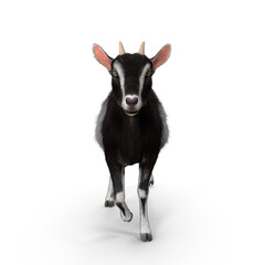 Realistic Goat with Black and White Fur 3D Model PNG - Perfect for Farming Simulations and Educational Projects