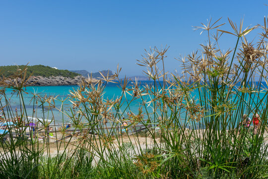 Umbrella sedge (Cyperus alternifolius), a species of nutgrass, growing at a Mediterranean beach. Blue sky on holiday.