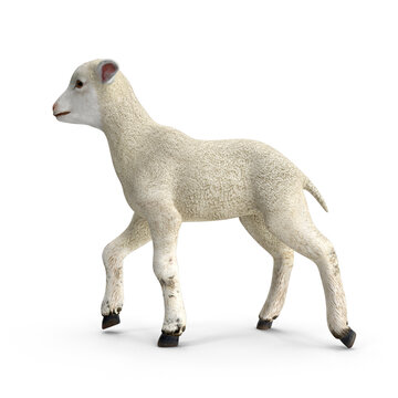 Realistic Lamb Pose 3D Model PNG - Ideal for Veterinary Training and Educational Farm Programs.