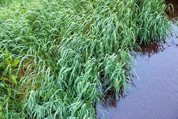 Top view of green grass tilted by the wind over rippling dark water - obrazy, fototapety, plakaty