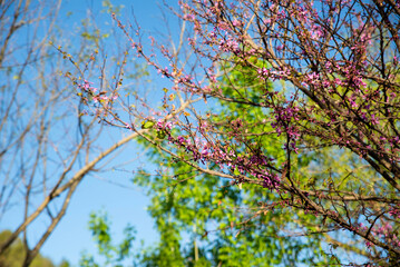 Tree branches blooming with pink flowers against the blue sky
