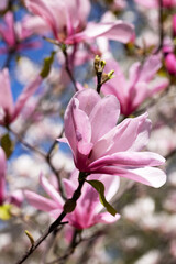 Pink magnolias. Blooming magnolia tree in the garden in spring. Beautiful delicate blurred floral background, bokeh. - 786541883