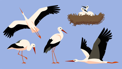 Vector set of storks depicted in various poses and angles: in flight and standing.