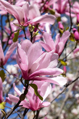 Pink magnolias. Blooming magnolia tree in the garden in spring. Beautiful delicate blurred floral background, bokeh. - 786542010