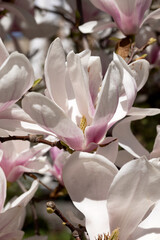 Pink magnolias. Blooming magnolia tree in the garden in spring. Beautiful delicate blurred floral background, bokeh. - 786542042