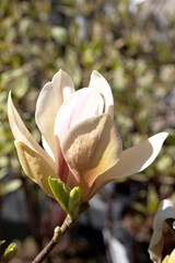 Magnolias. Blooming magnolia tree in the garden in spring. Beautiful delicate blurred floral background, bokeh.