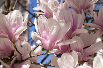 Pink magnolias. Blooming magnolia tree in the garden in spring. Beautiful delicate blurred floral background, bokeh. - 786542082