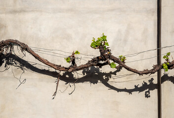 Grapevine branch on the background of a concrete gray wall with dark shadow