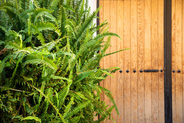 Closeup of a fern plant near a iron and wooden garage doors