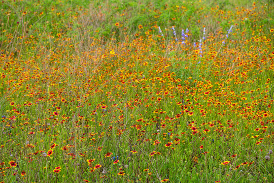 Blooming field of Texas bluebonnet and Indian Paintbrush wildflowers in the spring in Friedrich Wilderness Park, San Antonio, Texas