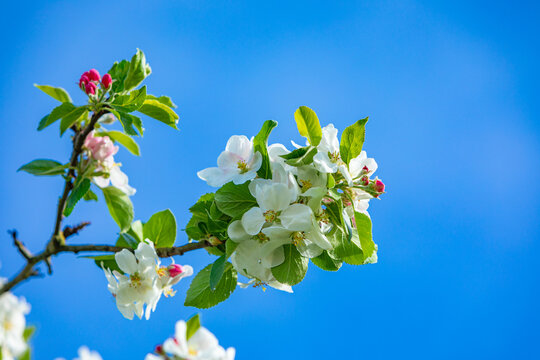 scenic blossoms of a apple tree