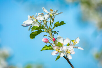 fresh blossom of a apple tree against blue sky