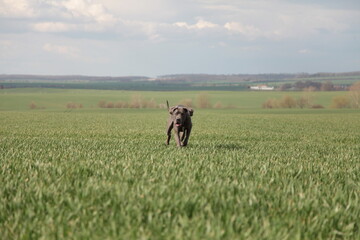Eine deutsche Dogge läuft auf die Kamera zu 1/9