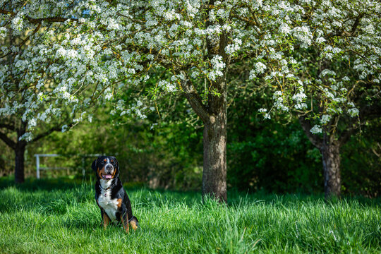 swiss mountain dog with blooming apple trees