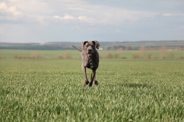 Eine deutsche Dogge läuft auf die Kamera zu 3/9