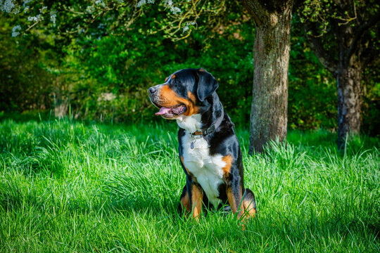tall swiss mountain dog in the garden