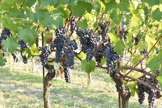 Vigneti, uva, bellezza, paesaggio, vino