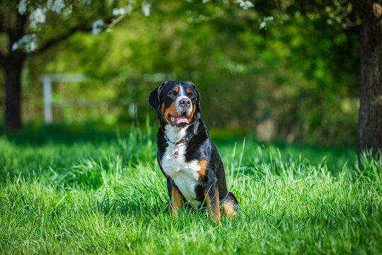 portrait of a swiss mountain dog sitting in the grass