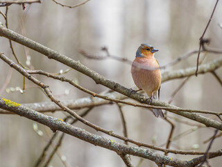 The Eurasian chaffinch (Fringilla coelebs) is a common and widespread small passerine bird in the finch family