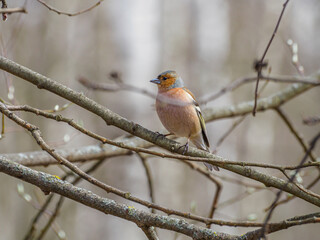The Eurasian chaffinch (Fringilla coelebs) is a common and widespread small passerine bird in the finch family