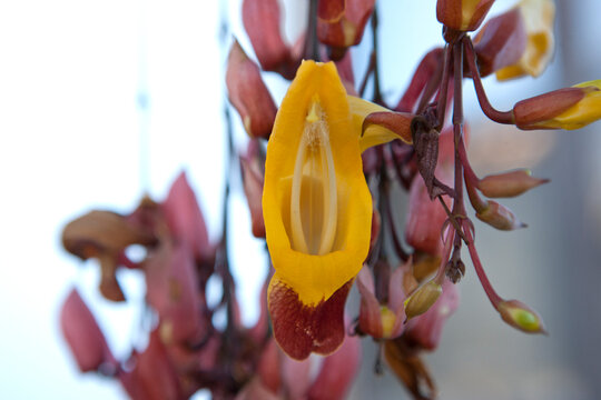 Thunbergia mysorensis flower close up