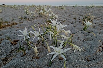 Sea Daffodils on Sardinia Beach at Sunrise