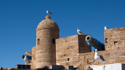 Yellow-legged gulls (Larus michahellis) perched on the old fortification walls around the port in Essaouira, Morocco
