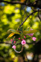 Macro shot of cherry blossom