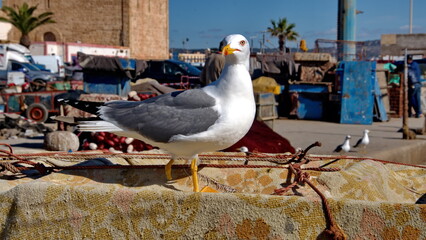 Yellow-legged gull (Larus michahellis) at the port in Essaouira, Morocco