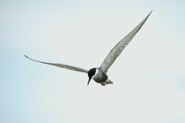 Whiskered Tern - Fly in field feeding some food