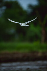 Whiskered Tern - Fly in field feeding some food