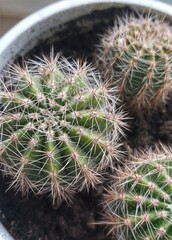 Three small potted cacti. Close-up. 