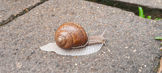 A snail with a large shell on its back crawls across the pavement. 