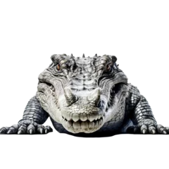 Foto op Plexiglas Siamese crocodile isolated on white background © MiraCle72