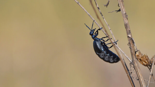 Closeup of a common beetle from the vesicular family of dark blue color with a metallic sheen of the shell on a plant branch on a spring day