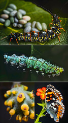 A Detailed Artistic Illustration of Butterfly Life Cycle: From Egg, Larva, Pupa to Adult Butterfly