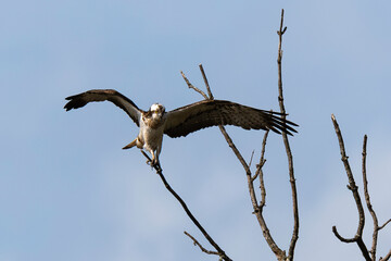Balbuzard pêcheur, Pandion haliaetus, Western Osprey