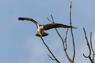 Balbuzard pêcheur, Pandion haliaetus, Western Osprey