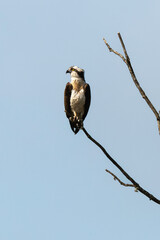 Balbuzard pêcheur, Pandion haliaetus, Western Osprey