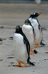 Obraz premium Manchot papou, .Pygoscelis papua, Gentoo Penguin, Iles Falkland, Malouines