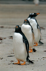 Manchot papou, .Pygoscelis papua, Gentoo Penguin,  Iles Falkland, Malouines