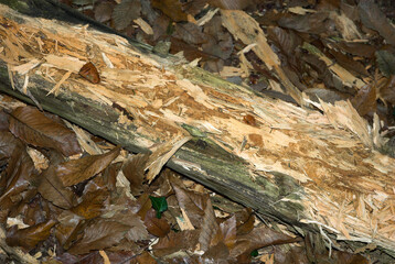 Arbre mort mangé par les pics