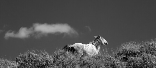 White stallion wild horse in the Salt River wild horse management area near Mesa Arizona United...