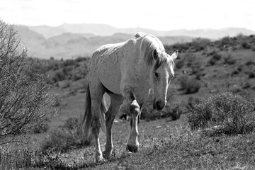 White wild horse stallion in the Salt River wild horse management area near Scottsdale Arizona...